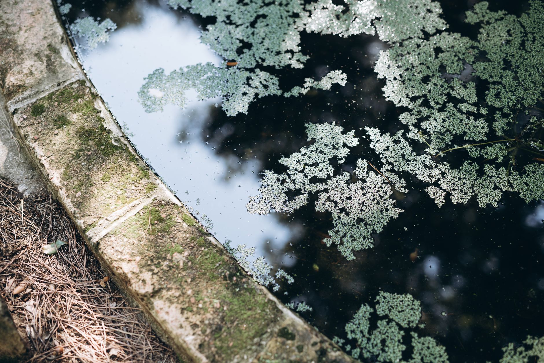 black algae in pool