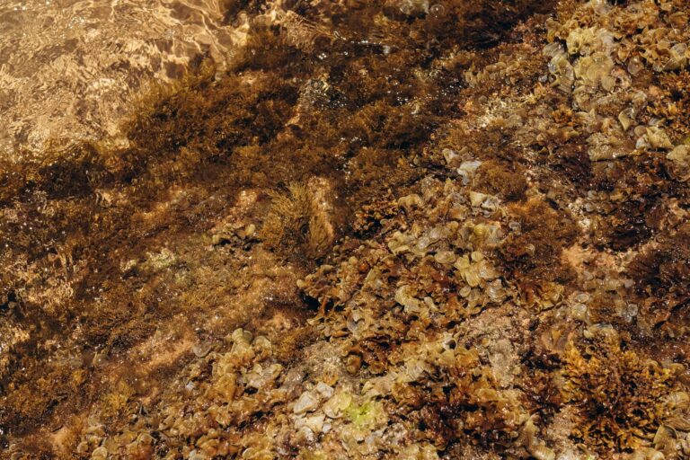 dead algae in pool