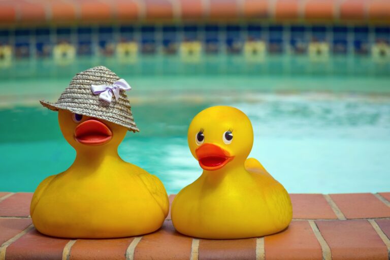 ducks in pool