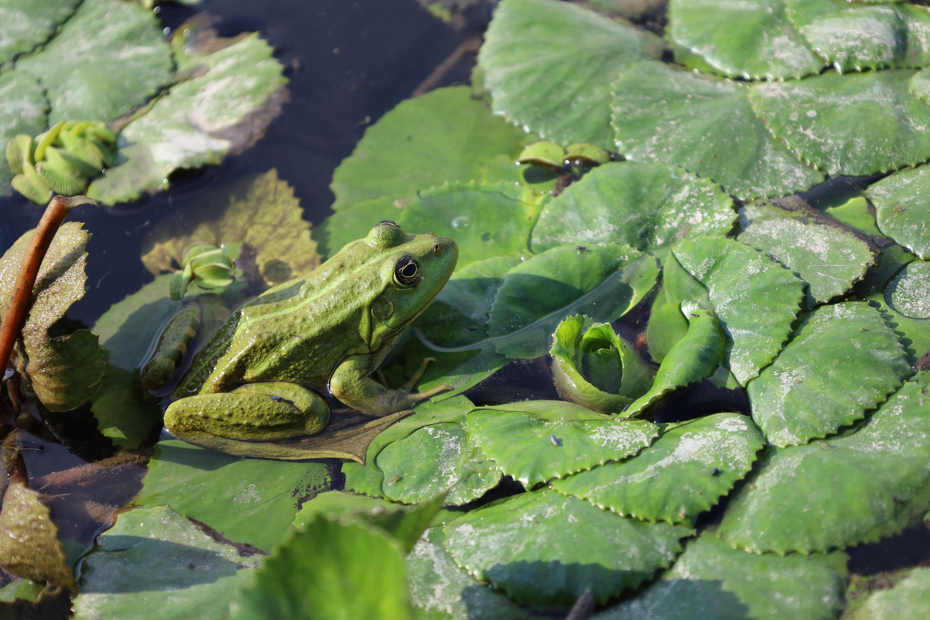 frogs in pool