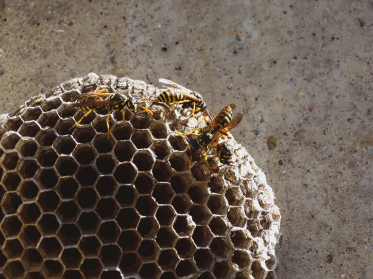 keep bees wasps away