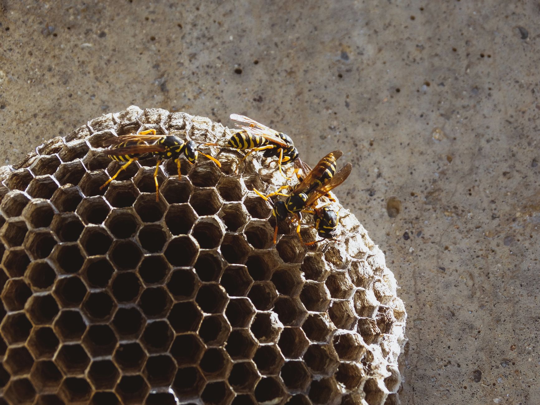 keep bees wasps away