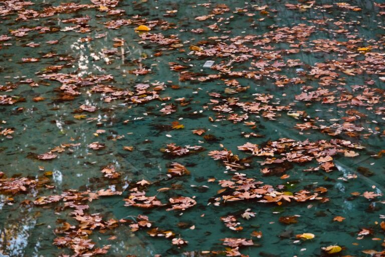 leaves in pool