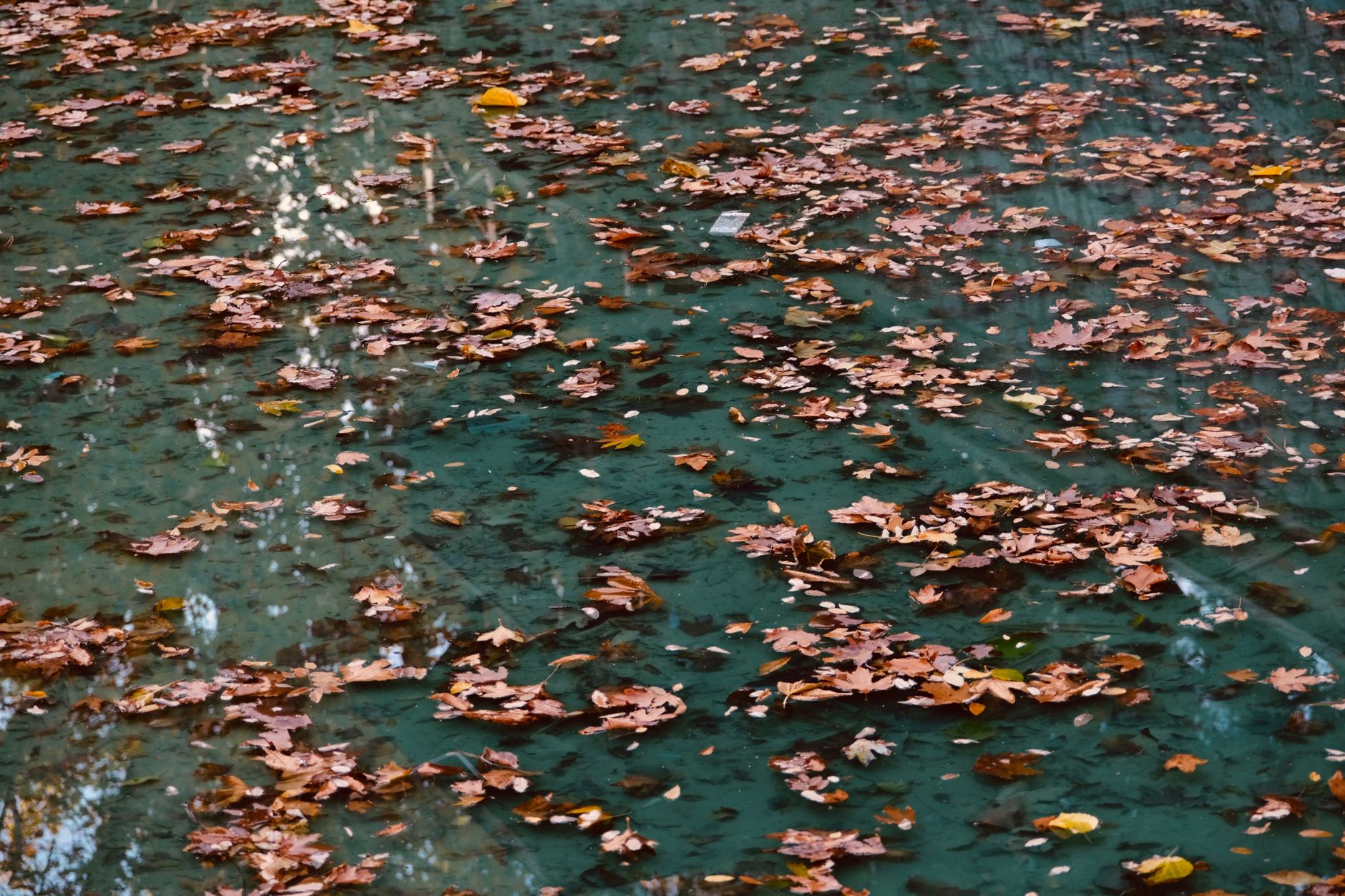 leaves in pool