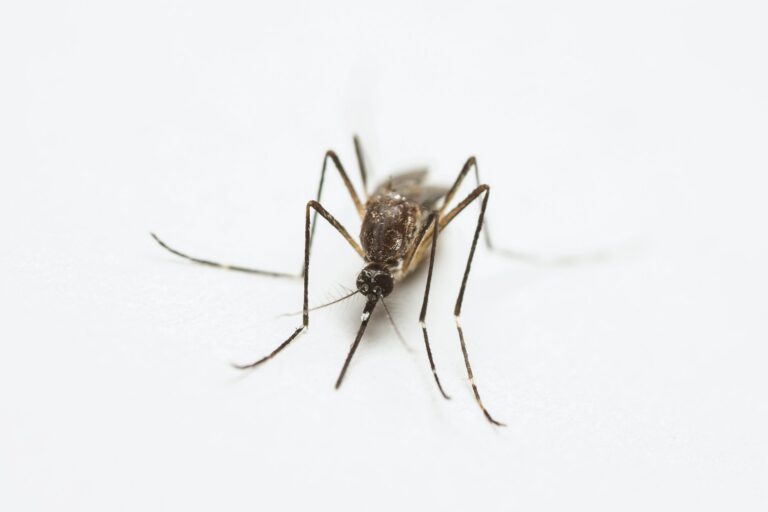 mosquito larvae in pool