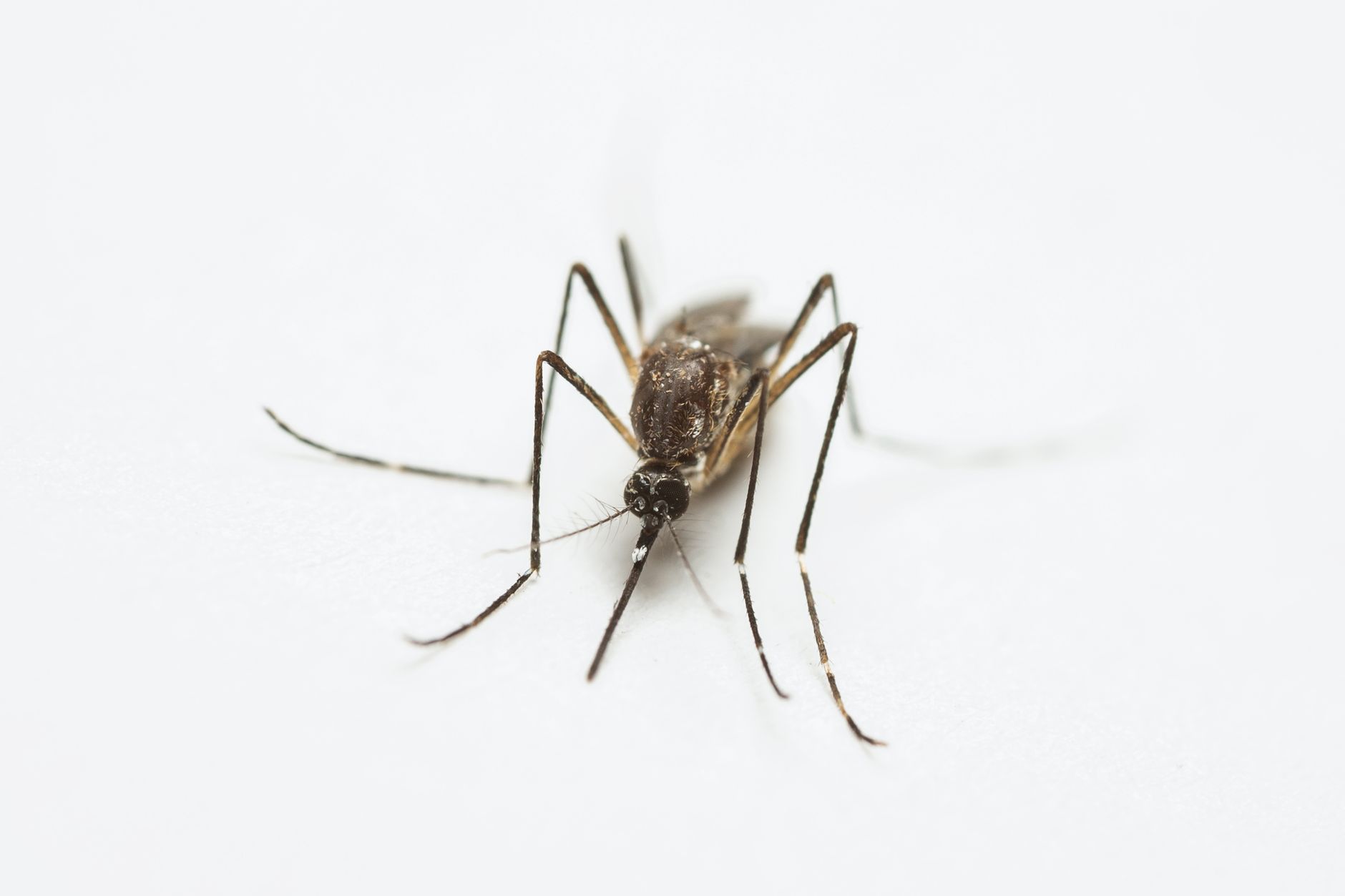 mosquito larvae in pool
