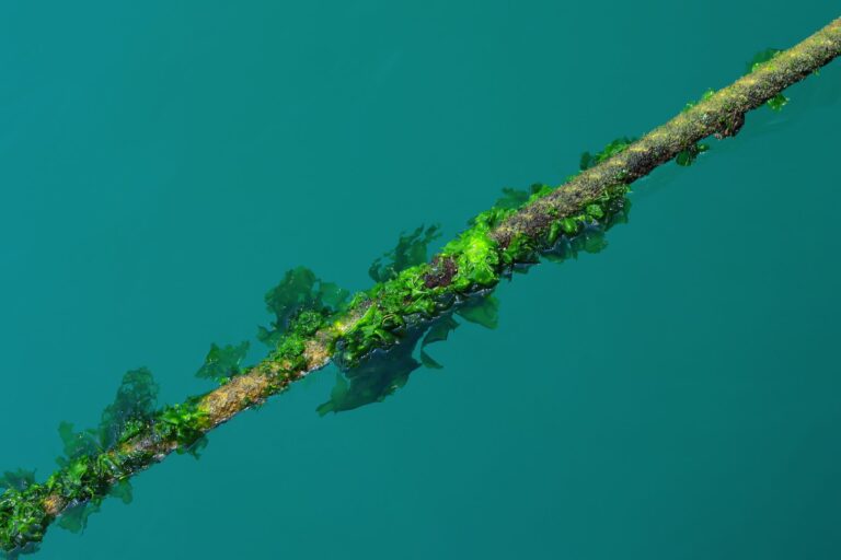 mustard algae