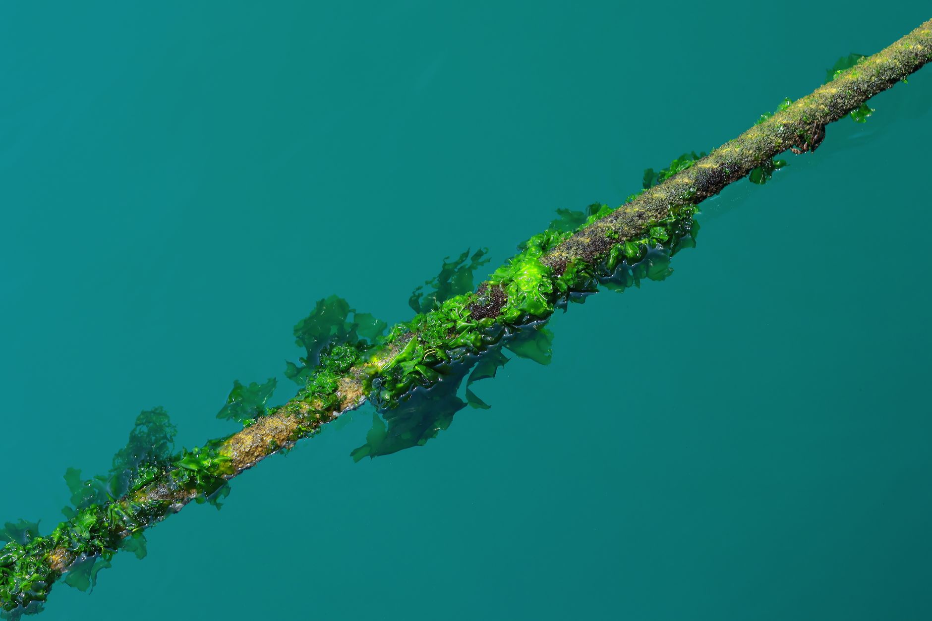 mustard algae