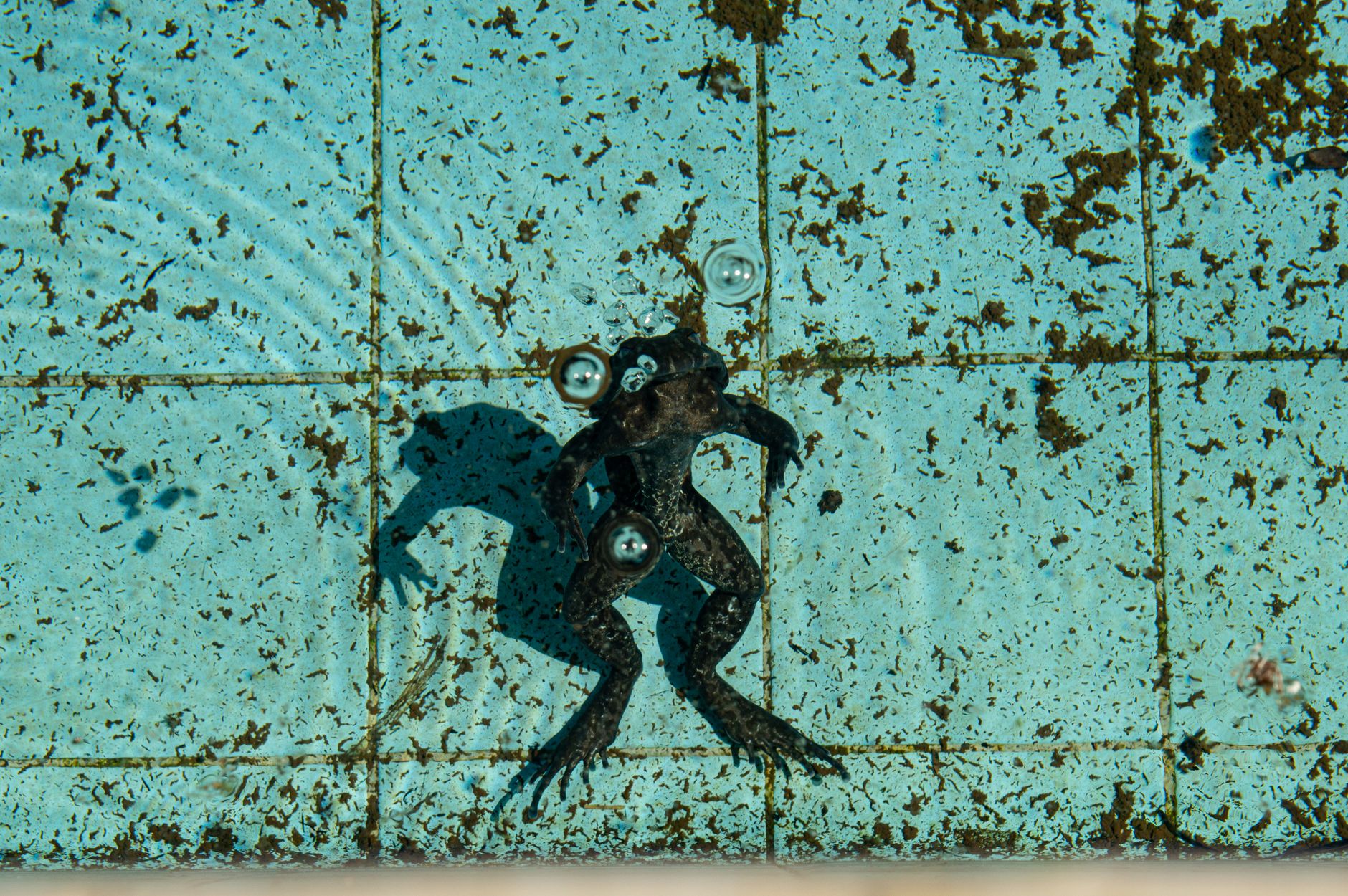 pool algae